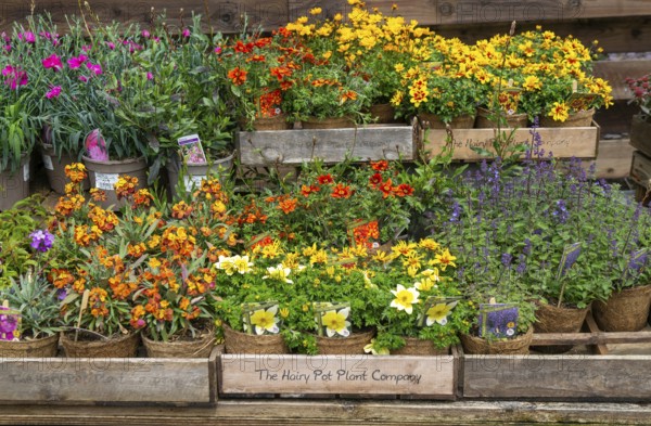 Flowering plants in coir pots by the Hairy Pot Plant Company, Wiltshire, England, UK on sale at a