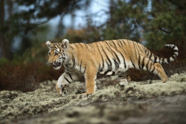 Impressive... Royal Bengal tiger (Panthera tigris tigris) or Indian tiger, still quite young