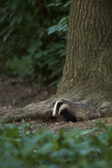 Young badger leaving the badger cove... European badger (Meles meles) in natural environment in the