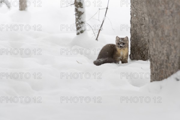 Pine marten (Martes americana) in winter, sitting in the forest between trees in the high snow,