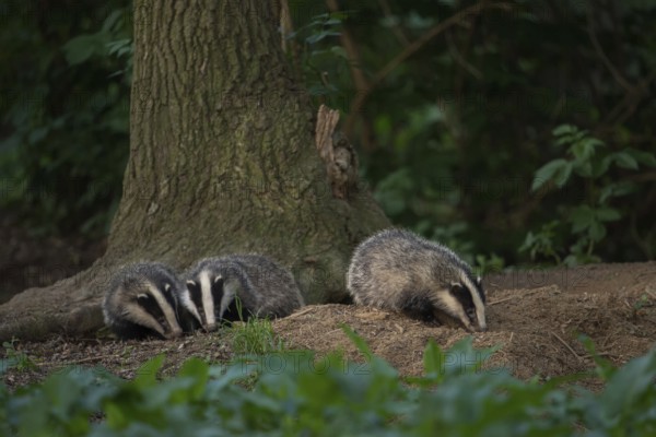 Siblings... European badger (Meles meles), young badgers playing at the edge of their den, the
