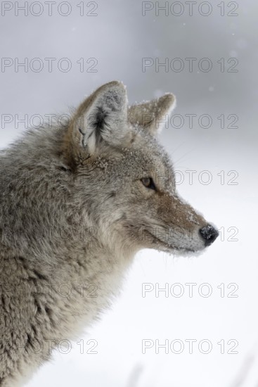 Silent observer... Coyote (Canis latrans) in winter during heavy snowfall, detailed close-up, head