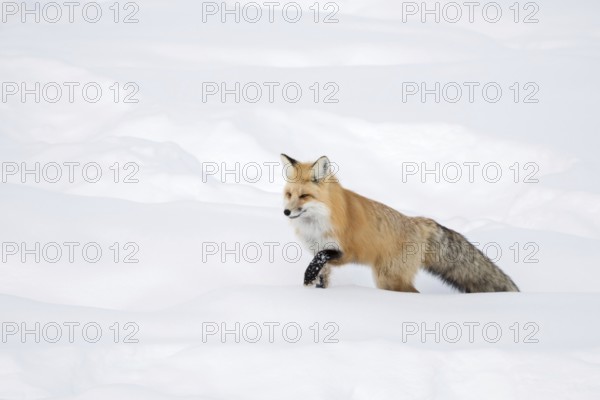 Fox, red fox (Vulpes vulpes) in winter, running through deep snow, searching his way through high