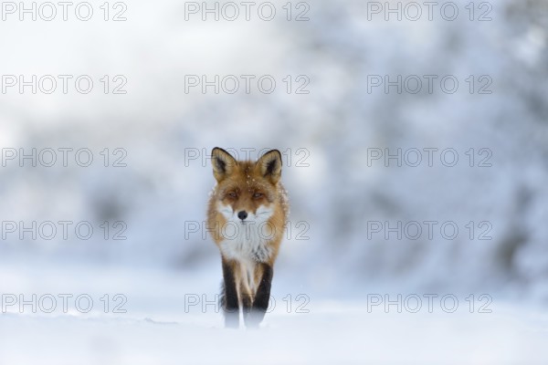 Eye contact... Red fox (Vulpes vulpes) runs through a snow-covered landscape along the edge of the