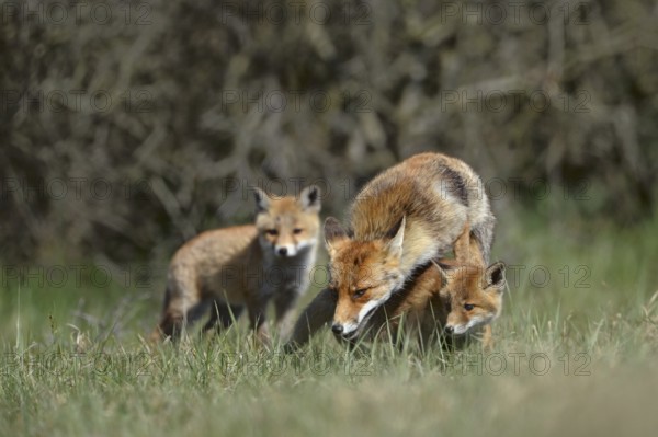 Fox family... Red fox (Vulpes vulpes), fox fawn, fawn with offspring, two young foxes, female fox