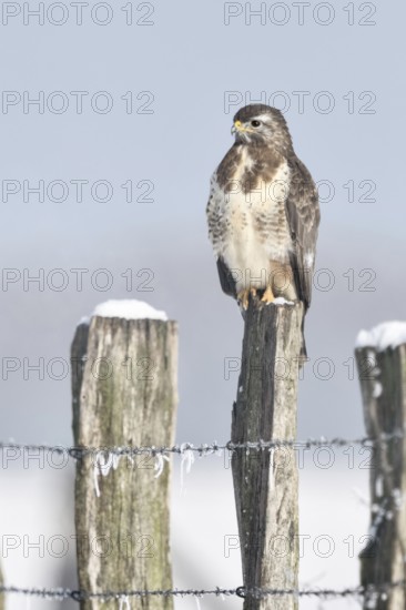 In snow and frost... Buzzard (Buteo buteo) perched on a fence post in the snow on a cold winter's