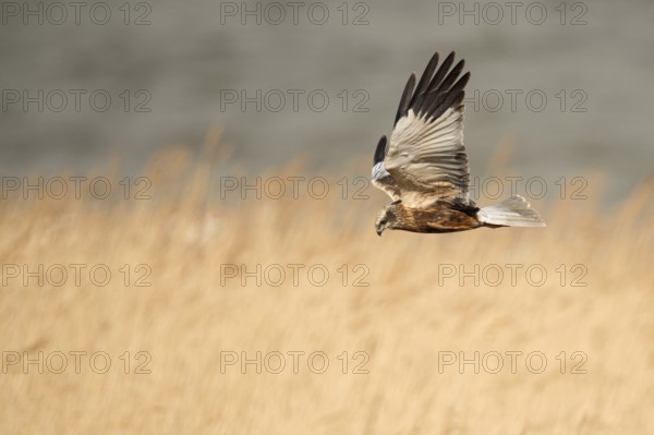In typical foraging flight... Marsh harrier (Circus aeruginosus) flies hunting over golden reeds,
