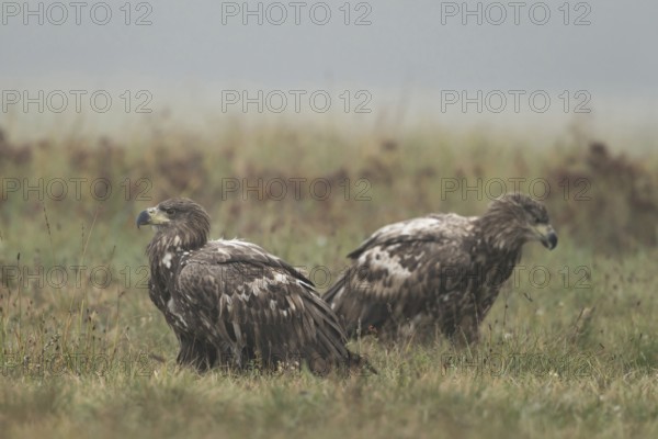 Meeting of the young... White-tailed eagle (Haliaeetus albicilla), two young, immature, not yet