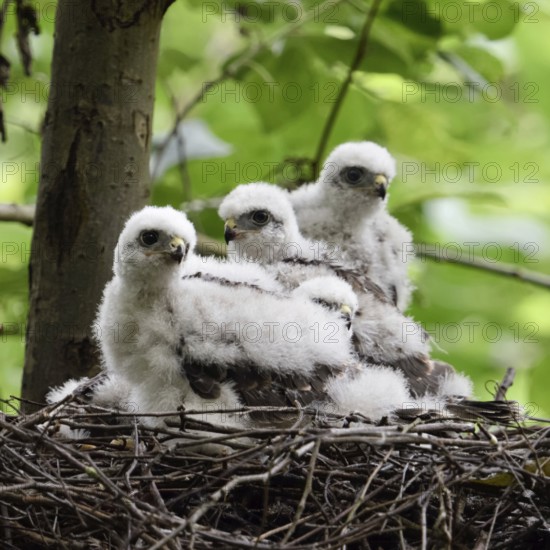 Young birds... Sparrowhawk (Accipiter nisus), young birds of prey in their nest, not yet fledged
