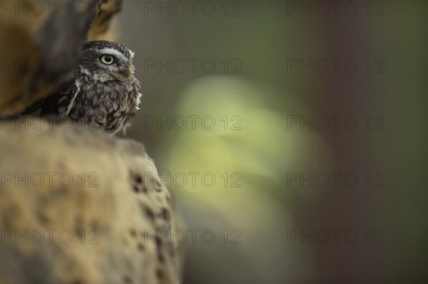 In the rock face... Little owl (Athene noctua), owl in its daytime hiding place, little owls are
