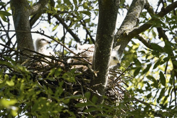 At the red kite nest... Red Kite (Milvus milvus), 2 young birds, nestlings in their nest in the