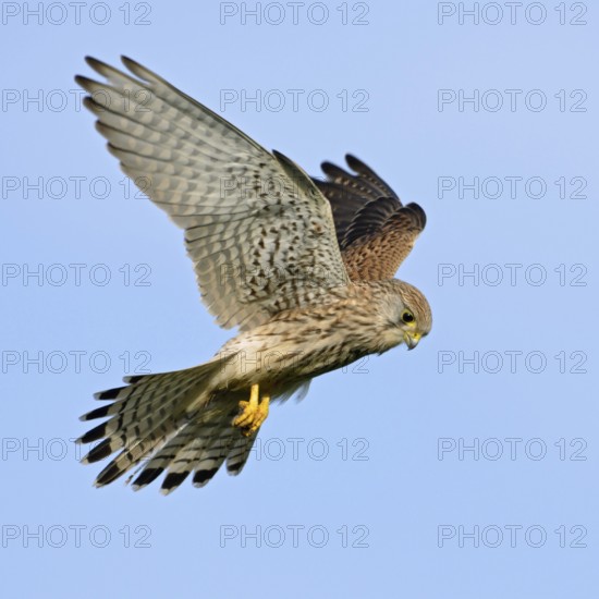 Shaking... Kestrel (Falco tinnunculus), also known as Rüttelfalke, relatively small, relatively