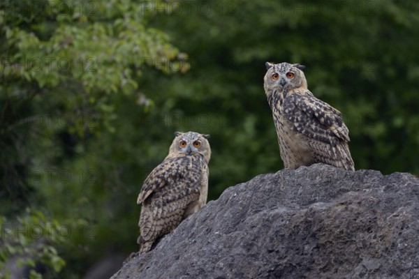 Late evening in the quarry... European eagle owl (Bubo bubo), two young eagle owls sitting on a