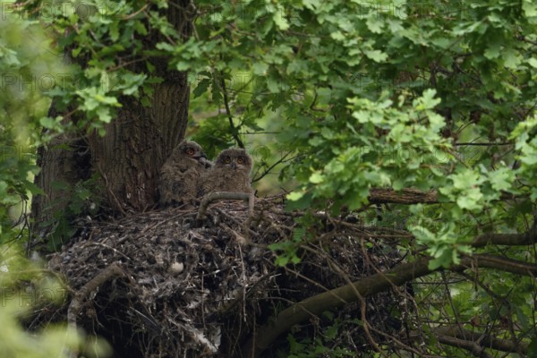 At nightfall... European eagle owl (Bubo bubo), young birds in their nest on an old hawk nest,