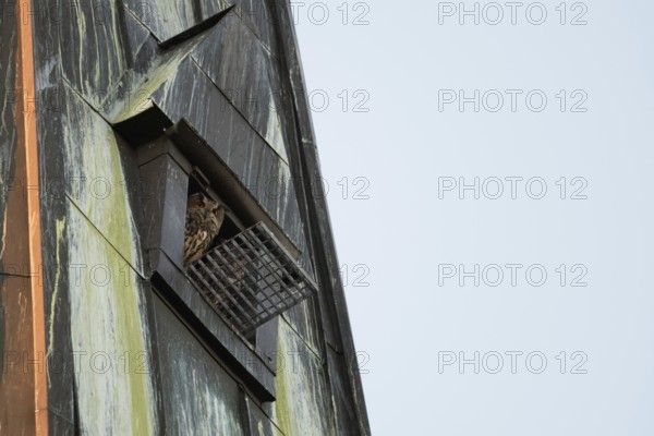 In the church tower... European eagle owls (Bubo bubo), pair of eagle owls, owls nesting in a