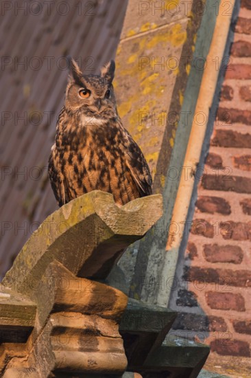 On the gargoyle... European eagle owl (Bubo bubo), attentive male, owl on the roof of a church in