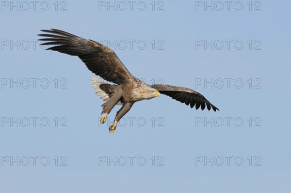 On approach... White-tailed eagle (Haliaeetus albicilla), probably the most impressive native bird