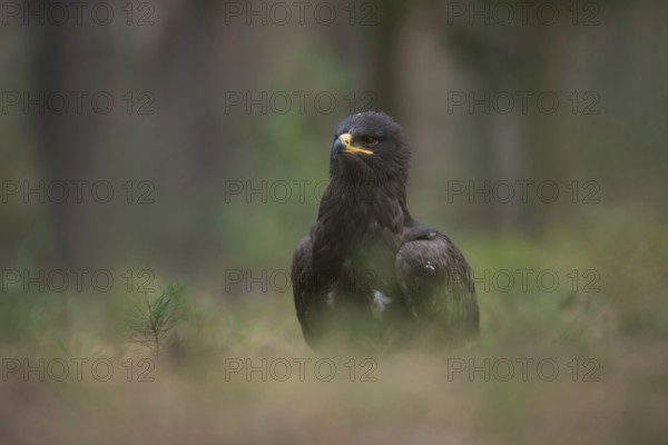 Rare vagrant in Europe... Steppe eagle (Aquila nipalensis), large dark bird of prey of the eagle