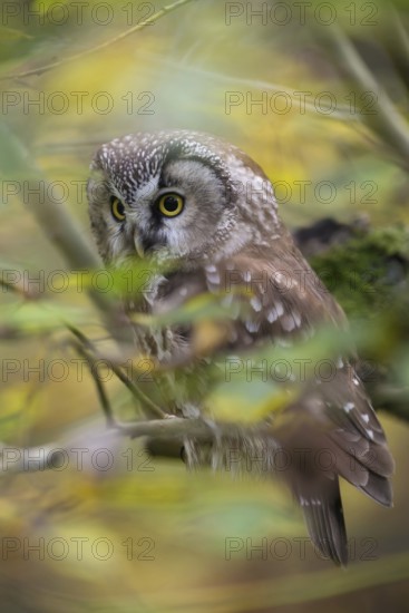 Hidden in autumn leaves... Great Horned Owl (Aegolius funereus), hiding among autumn-coloured