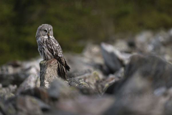 In a scree field... Bearded Owl (Strix nebulosa) in its natural environment, sitting exposed on a