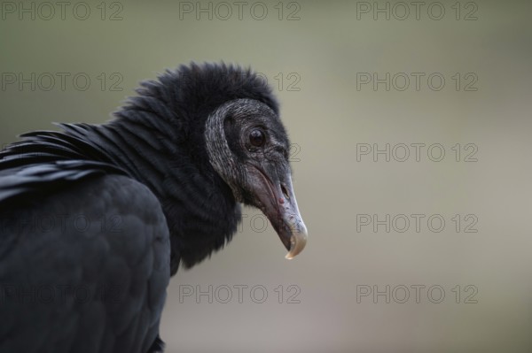 Scavenger... Raven vulture (Coragyps atratus), head portrait, detailed close-up, American,