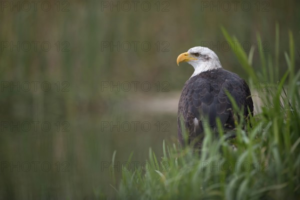 At the edge of the lake... Bald eagle (Haliaeetus leucocephalus), eagle sitting in the reeds at the