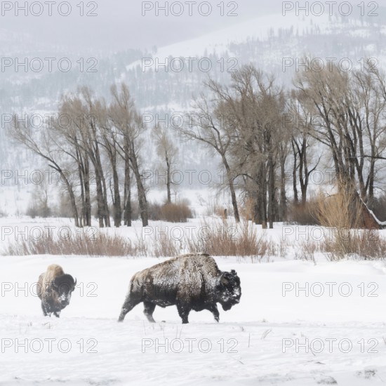 In the wide valley... American Bison (Bison bison) in winter, bison in the wide, snow-covered