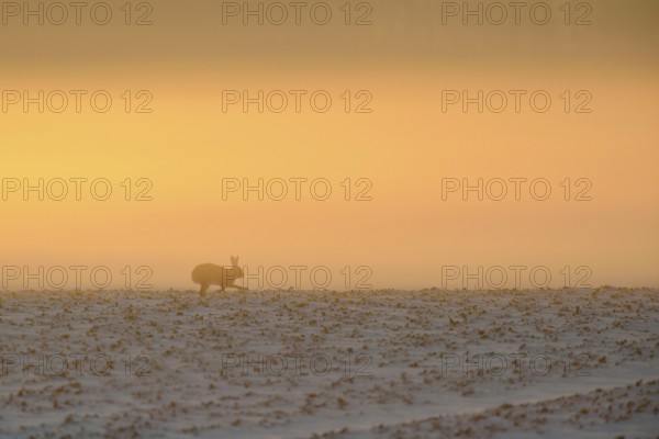 Atmospheric... European hare (Lepus europaeus) in winter, running against the light across a