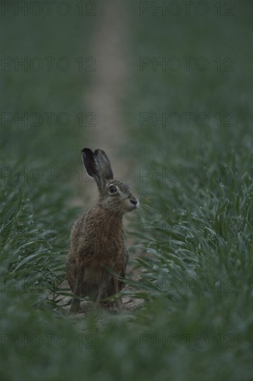 Critical look... European hare (Lepus europaeus), hare sitting in the field early in the morning,