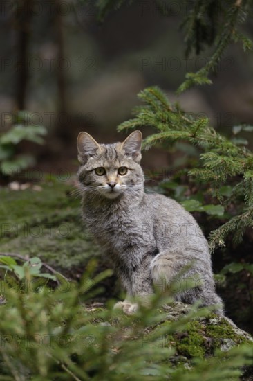 In the habitat... Wildcat (Felis silvestris), European wildcat, real wildcat, sitting on a mossy