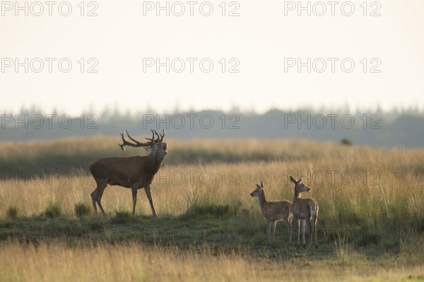 A stag, a red deer, a young animal... Red deer (Cervus elaphus) during the rutting season in late