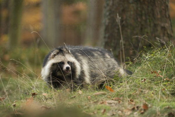 At the edge of the forest... Raccoon dog (Nyctereutes procyonoides), invasive, shy species in
