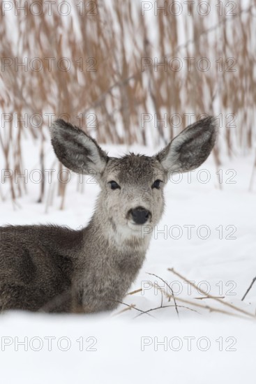 Sail ears... Mule deer (Odocoileus hemionus), a common deer in western North America, conspicuous