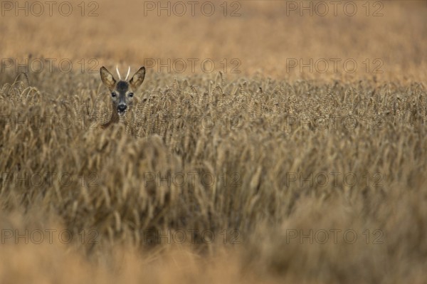 At the grazing... Roe deer (Capreolus capreolus), young roebuck standing in golden ripe grain,