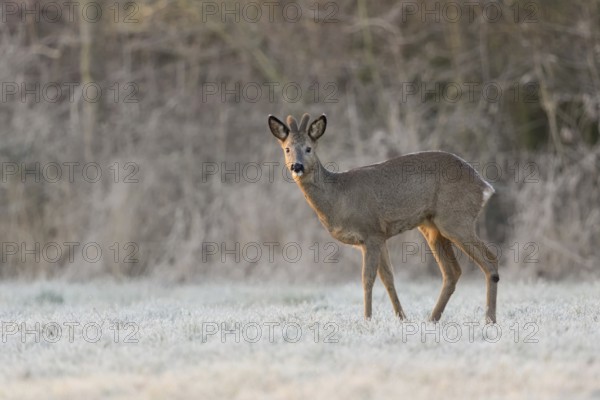 Roe deer, roebuck (Capreolus capreolus) in winter, winter coat, velvet antlers, standing at the