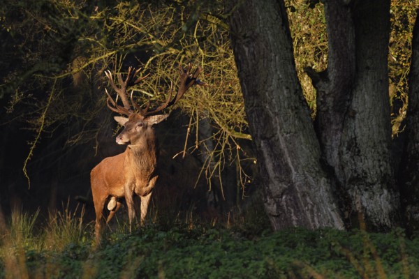 In the first light... Red deer (Cervus elaphus), noble stag stands at the edge of the forest in the