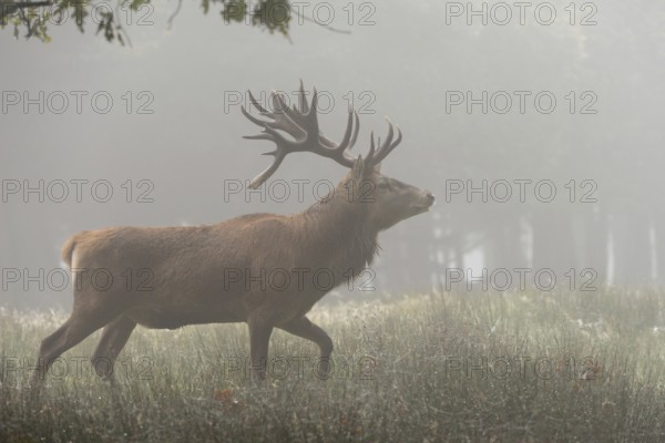 In the early morning mist... Red deer (Cervus elaphus), capital stag moving through dewy grass