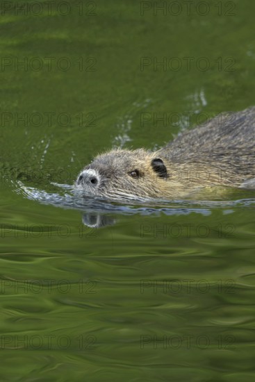 Good swimmers... Nutria (Myocastor coypus) swimming through a body of water, robust, invasive,