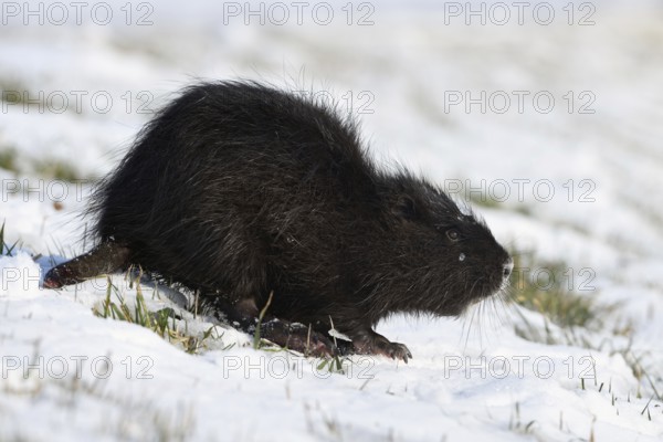 Tough times... Nutria (Myocastor coypus) with frozen tail in the snow, North Rhine-Westphalia,