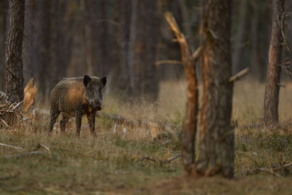 Careful... Wild boar (Sus scrofa), wild boar in summer, short-haired summer coat, summer rind