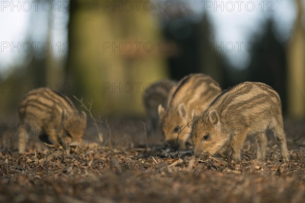 Always hungry... Wild boar (Sus scrofa), wild boar, wild boar, wild boar piglets, piglets, piglets