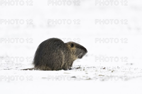 In the snow... Nutria (Myocastor coypus) in a meadow on the Lower Rhine, naturalised, invasive