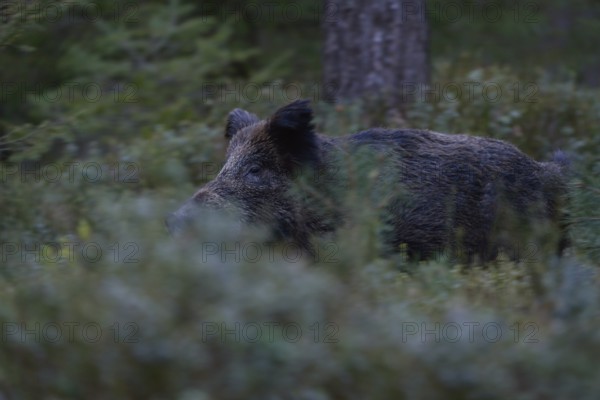 Elemental force... Wild boar (Sus scrofa), wild sow, wild boar breaks, runs through dense