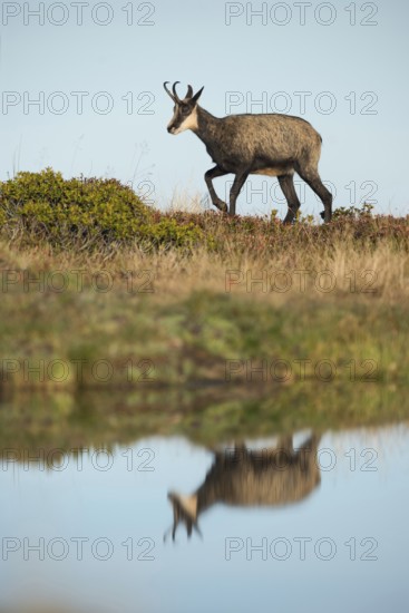 At the water... Chamois (Rupicapra rupicapra) running along a lake, reflected in a small mountain