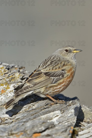Impressive survivor... Alpine accentor (Prunella collaris), perfectly adapted high mountain bird