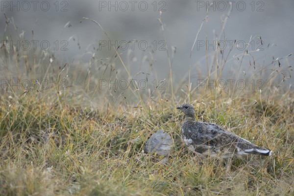 Foraging for food... Rock ptarmigan (Lagopus muta) or just called ptarmigan, in brown summer
