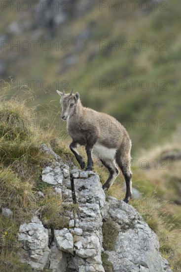 Skilful climbers... Alpine ibex (Capra ibex), young animal on the move in rocky terrain in the