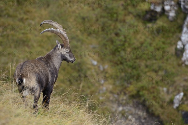 In the Swiss Alps... Ibex (Capra ibex), male ibex, strong, adult animal with long horns standing on