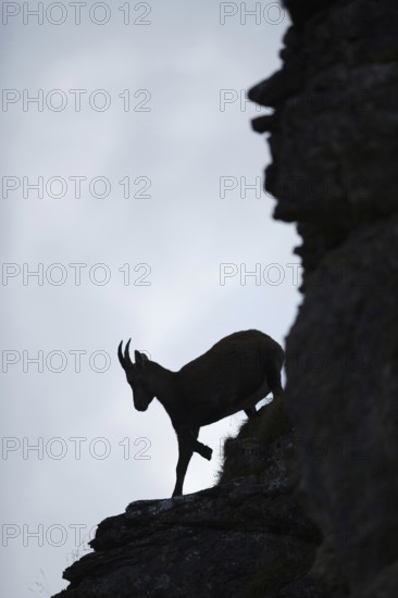 Downhill... Alpine ibex (Capra ibex), silhouette, silhouette in the steep face, female ibex, ibex