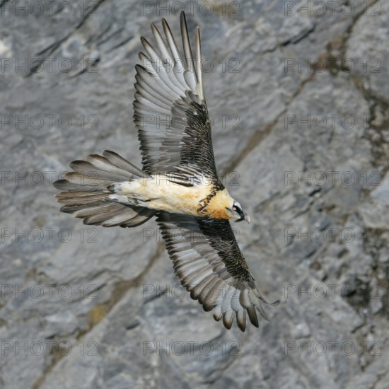 In the mountains... Bearded vulture (Gypaetus barbatus) in the Alps, in flight, aerial view,